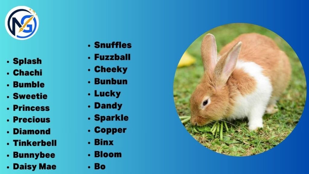Catchy Funny Rabbit Names 