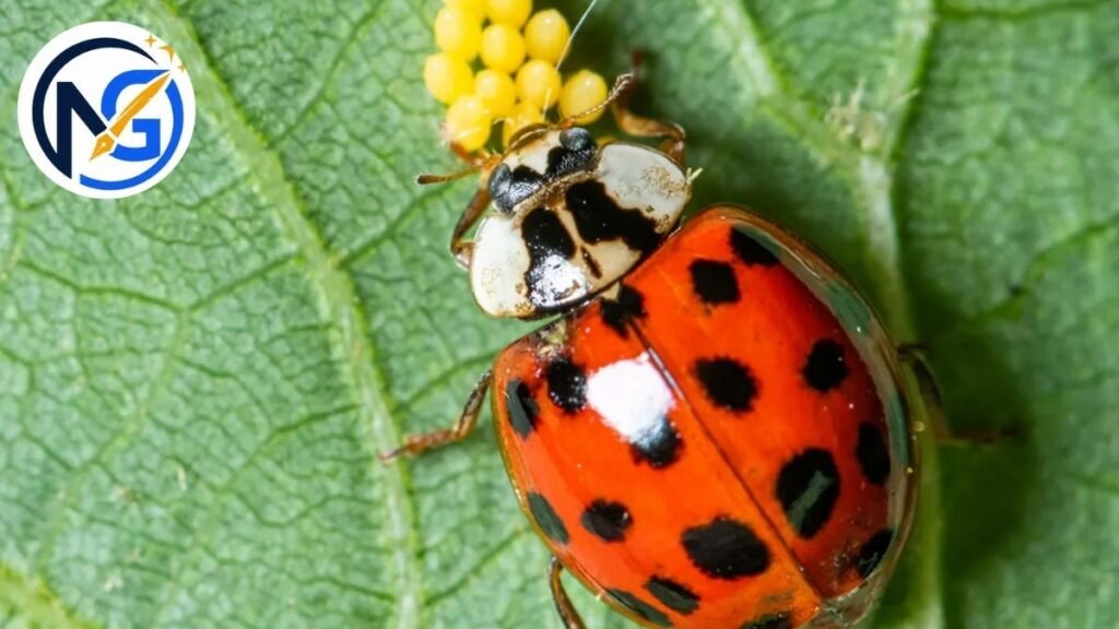 Catchy Ladybug Names