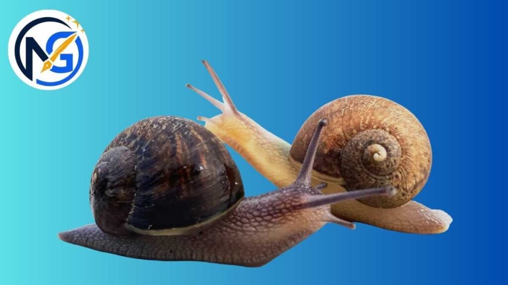 Classic & Traditional Name for Snail