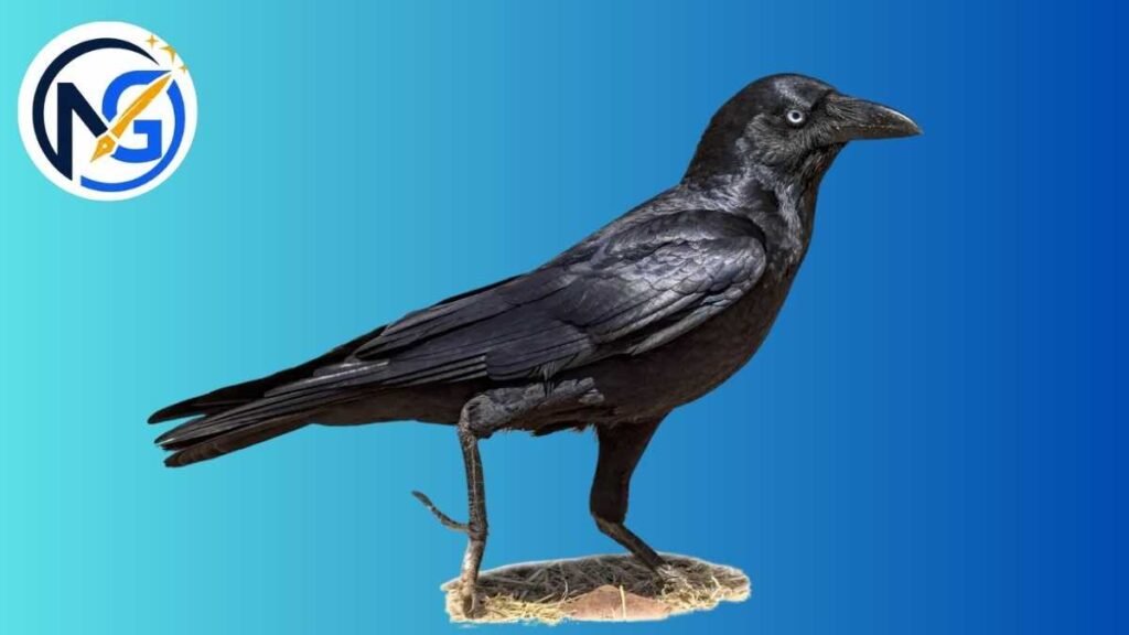 Fantasy Crow Names