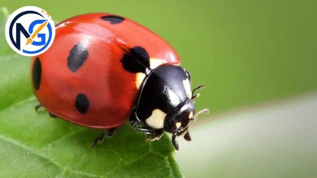 Good Ladybug Names