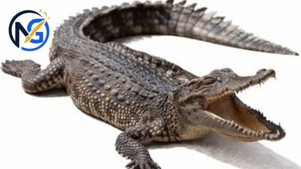 Male Alligator Names