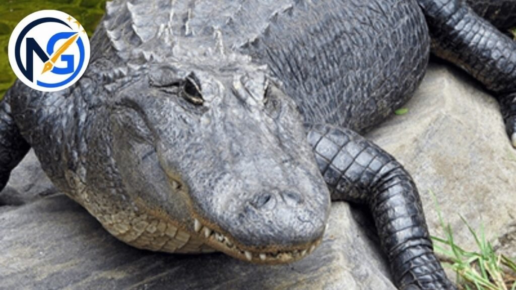 Nice Alligator Names