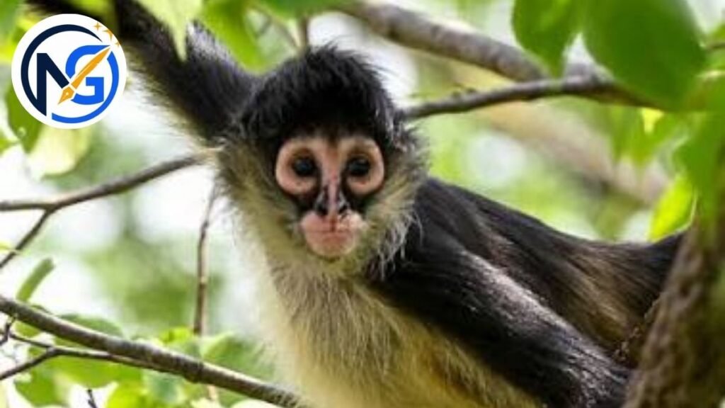 Catchy Monkey Names 