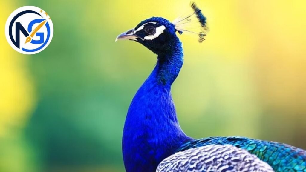 Classy Peacock Names
