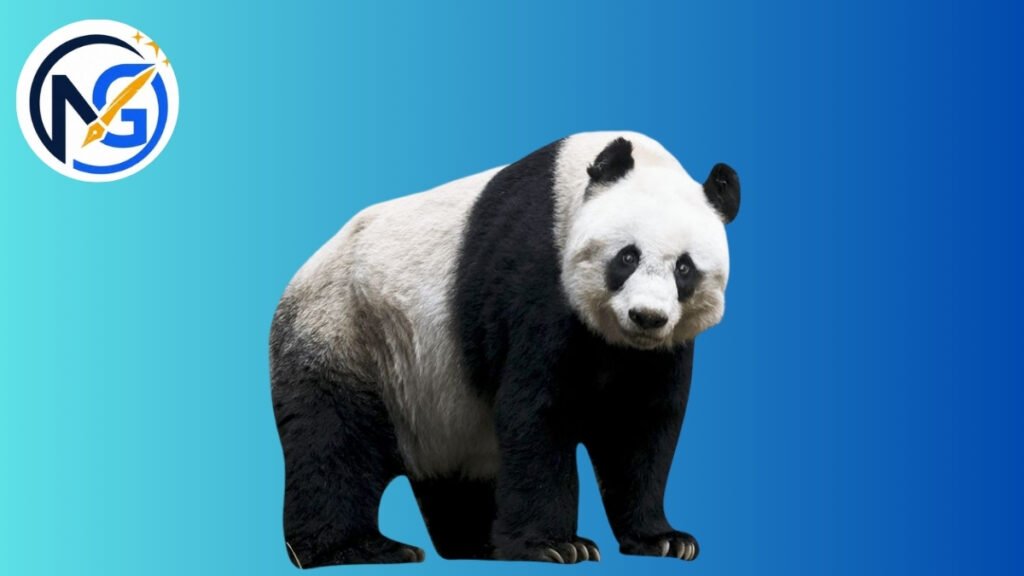 Cool Panda Names
