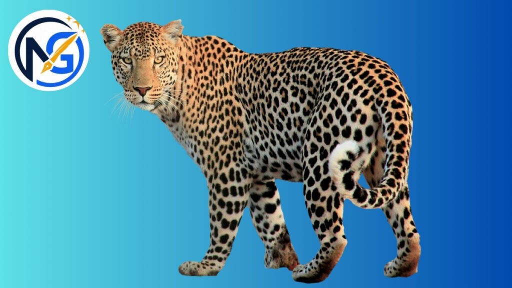 Creative Jaguar Names
