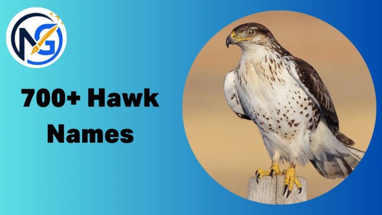 Hawk Names