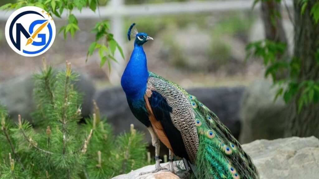 Heartful Peacock Names