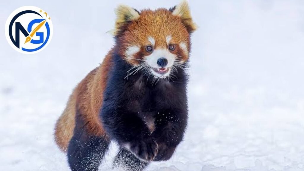 Joyful Red Panda Names
