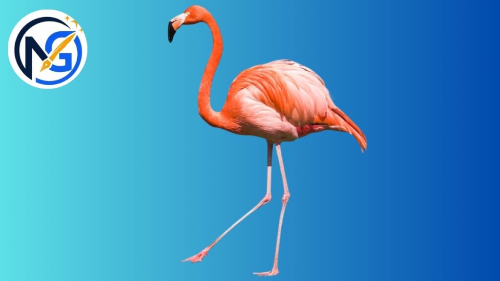 Stuffed Flamingo Names