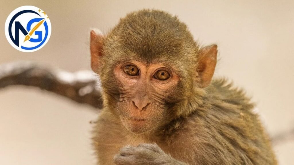 Unique Monkey Names 