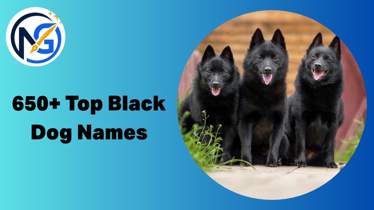 Black Dog Names