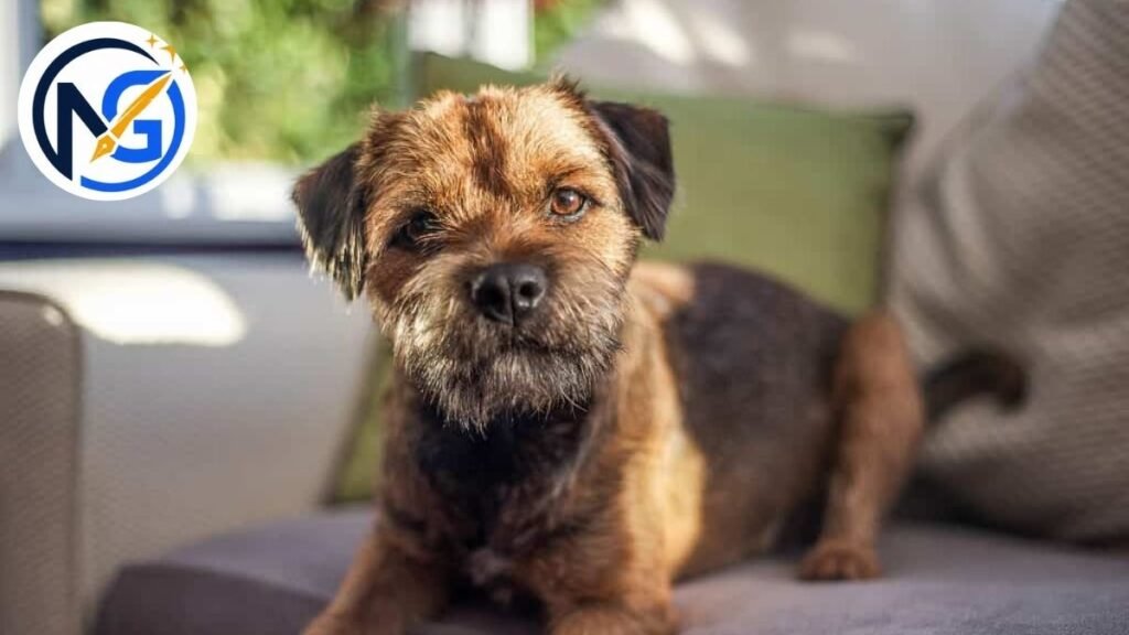 Classy Brown Dog Names