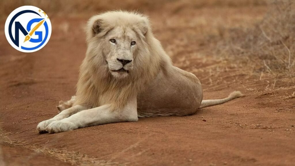 Classy White Lion Names