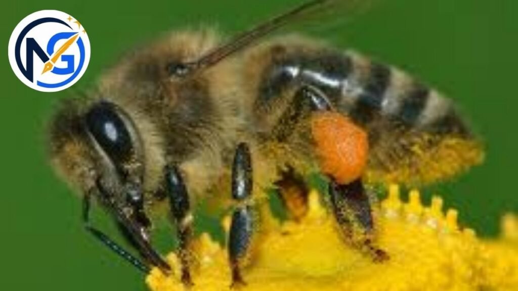Cool Bee Names 