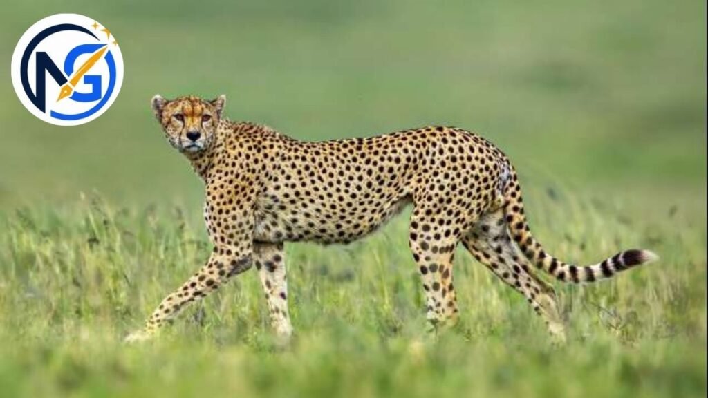 Cool Names for Cheetahs