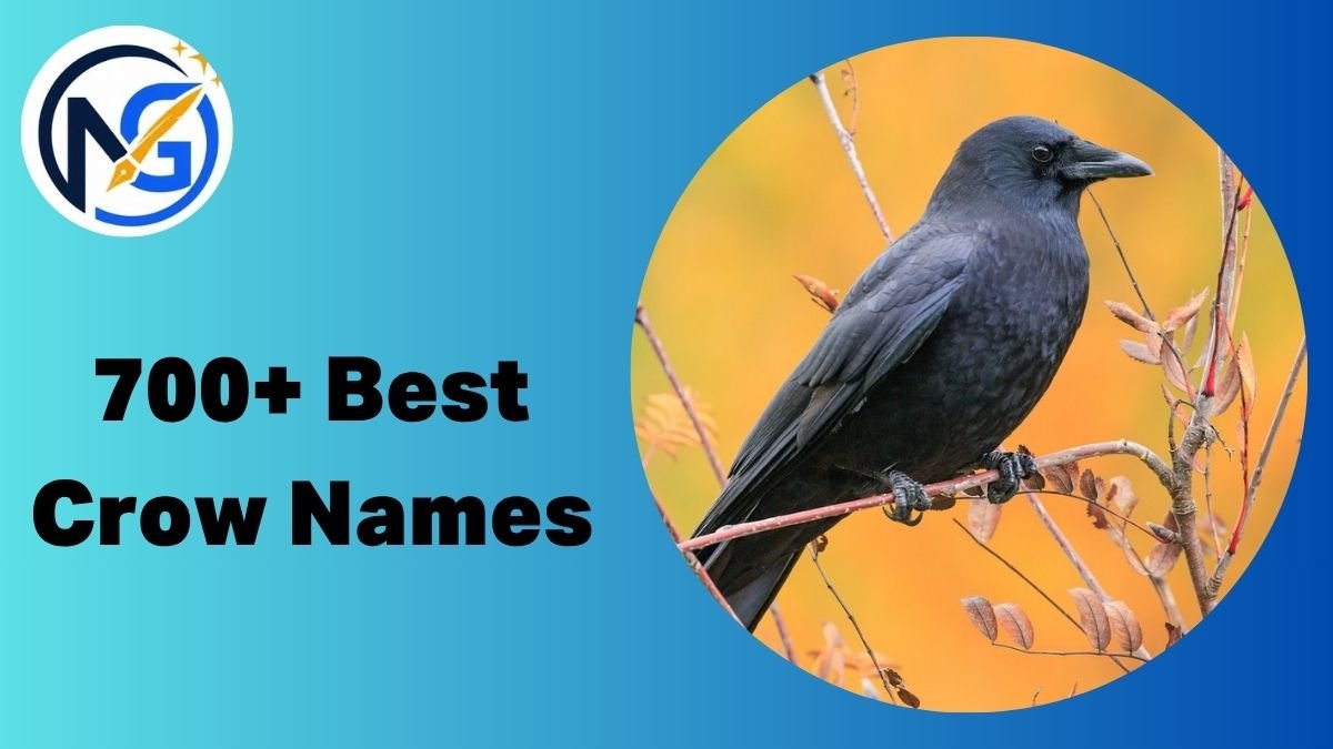 Crow Names