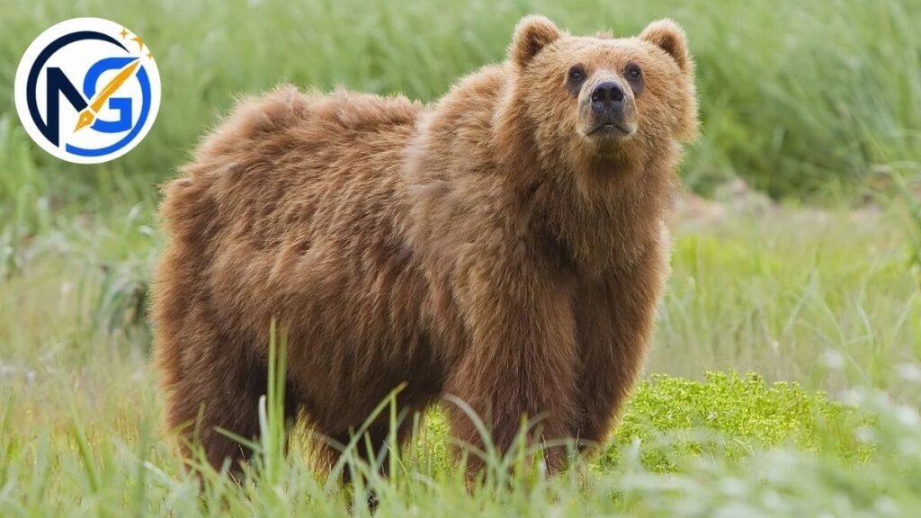 Good Bear Names