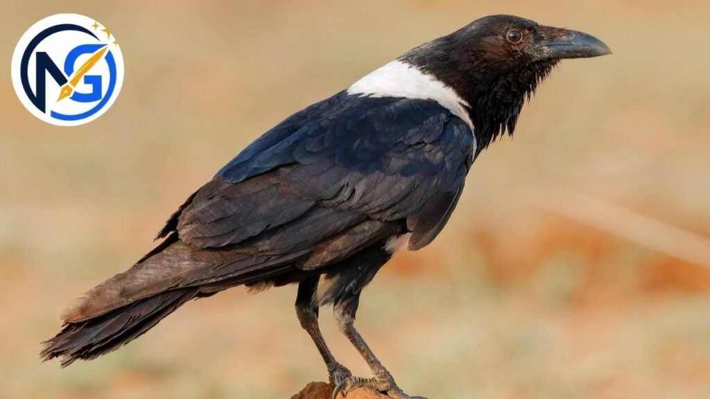 Joyful Crow Names