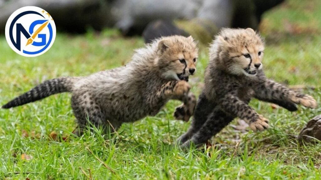 Male Cheetah Names