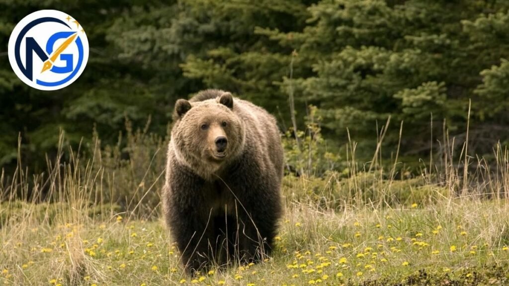 Unique Bear Names