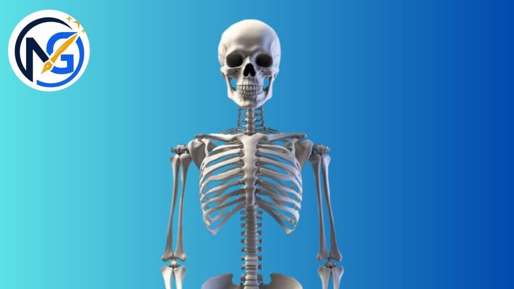 Famous Skeleton Names